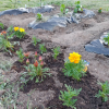 Thumbnail of new posts 063